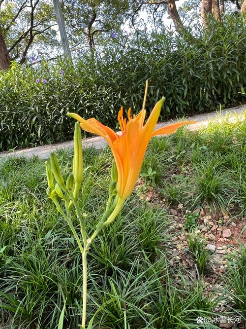 忘忧草俏佳人app