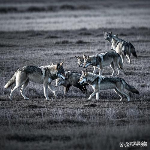 狼群神马手机免费影院最新版