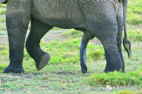 大象蕉在线看免费视频