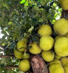 菠萝菠萝蜜视频免费观看4