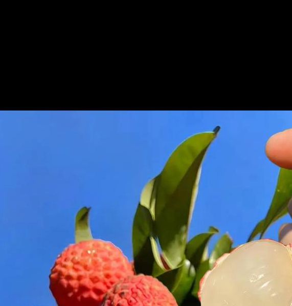 荔枝视频最新版