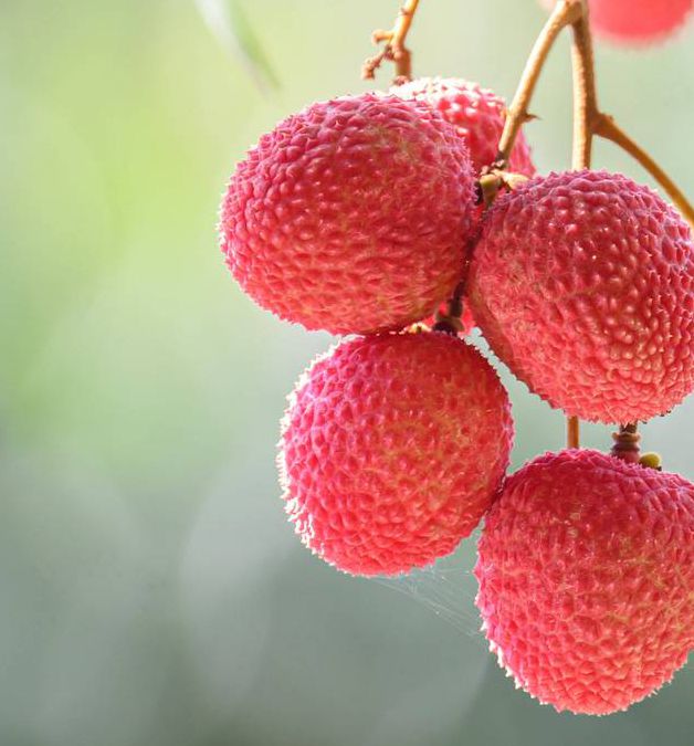 荔枝视频最新版