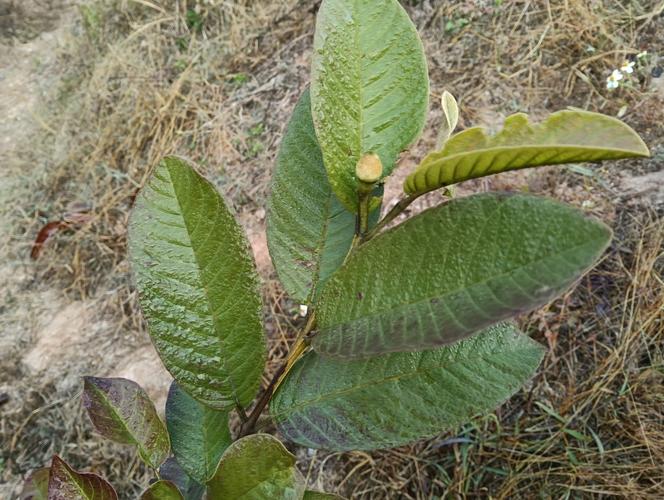 芭乐汅api在线观看