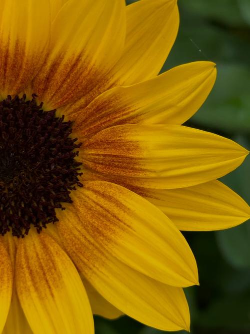 向日葵视频在线观看免费