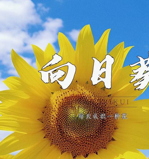 向日葵视频在线观看免费