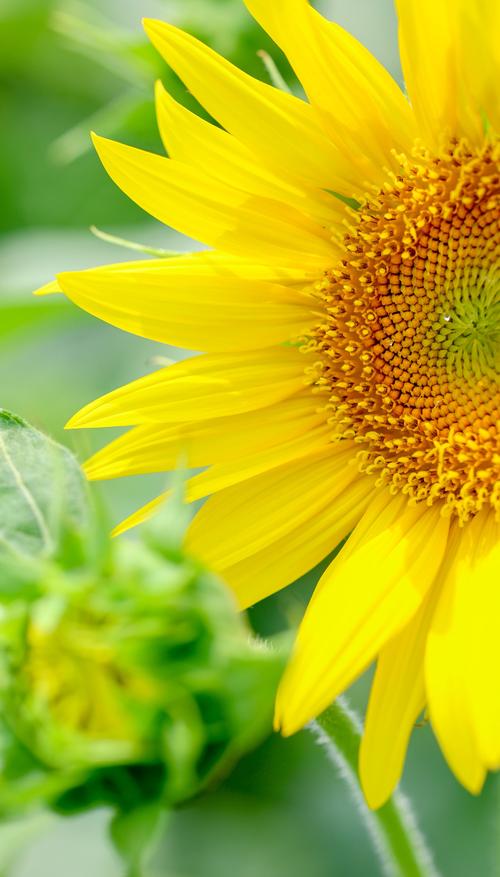 向日葵视频在线观看免费