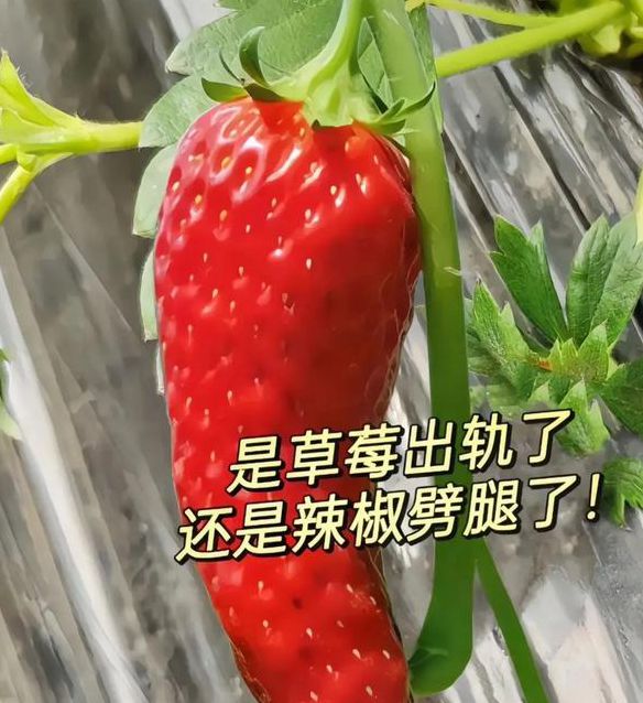 水果草莓香蕉绿巨人免费版