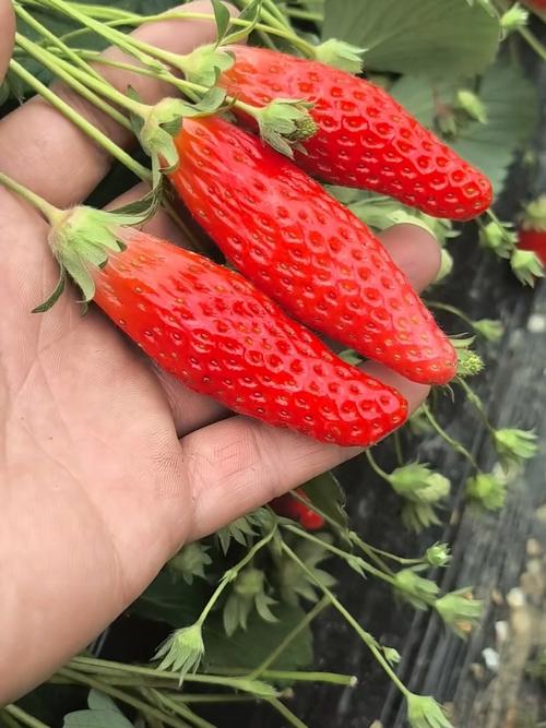 水果草莓香蕉绿巨人免费版