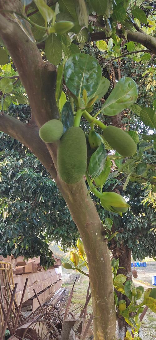 菠萝菠萝蜜在线观看视频