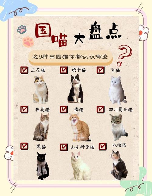 猫咪最新地址