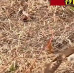 野兔影视在线观看