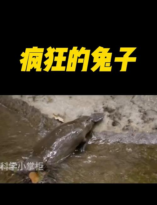 野兔影视在线观看