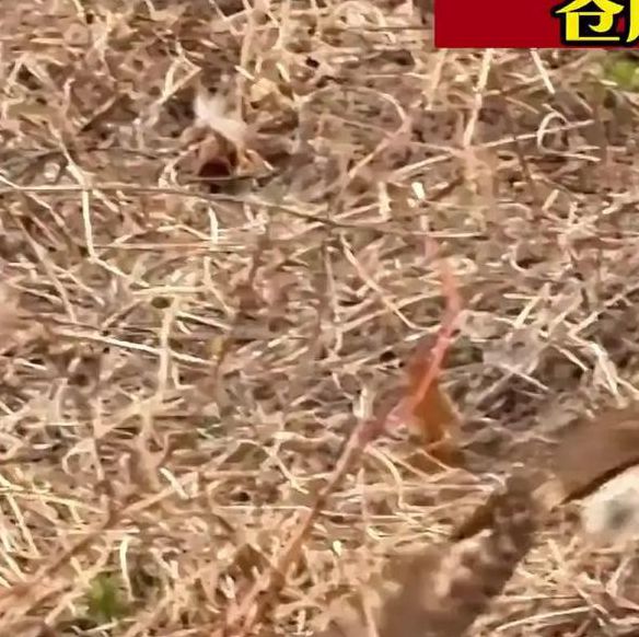 野兔影视在线观看