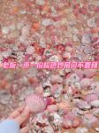 抠粉色扇贝