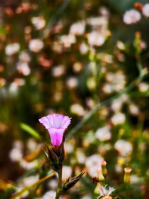 野花视频手机最新版