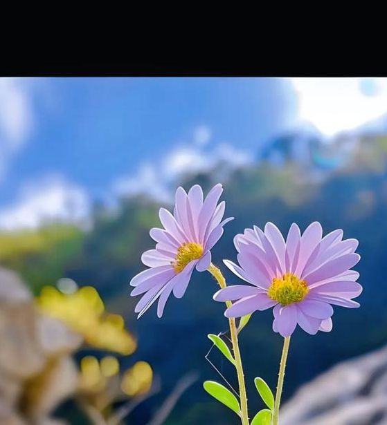 野花视频手机最新版