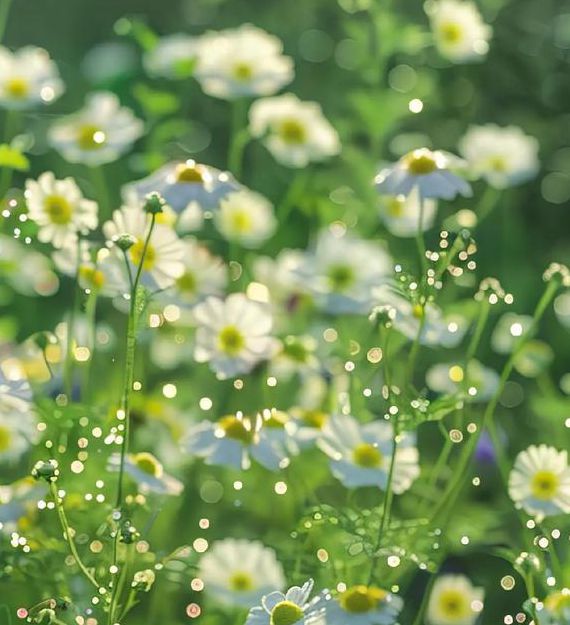 野花视频手机最新版