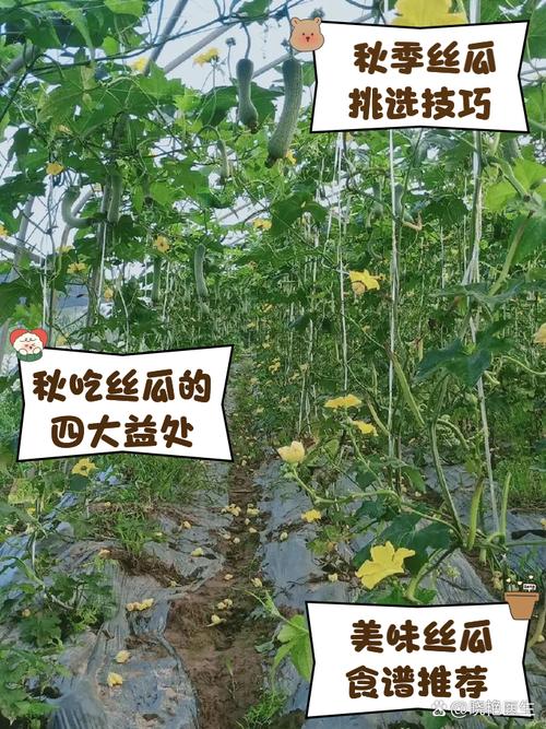 绿巨人麻豆草莓丝瓜秋