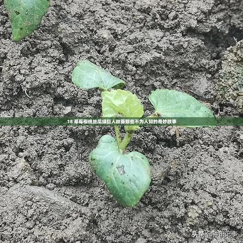 绿巨人麻豆草莓丝瓜秋