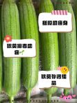 榴莲黄瓜丝瓜茄子秋葵绿巨人