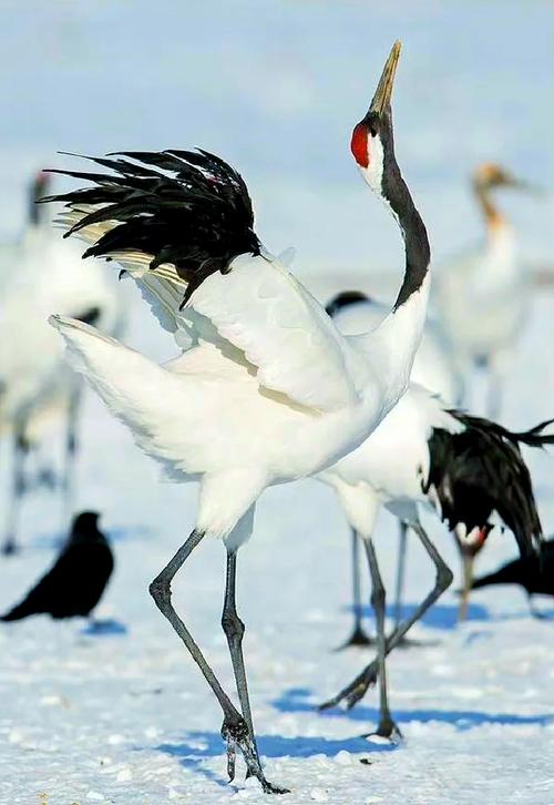 japonensisjava高清app