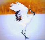 japonensisjava高清app