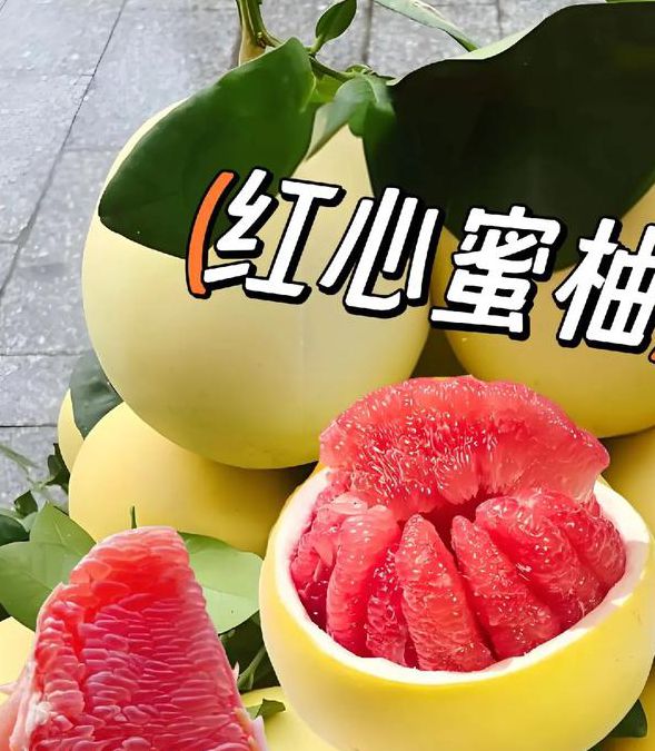 蜜柚1.0.1安卓版