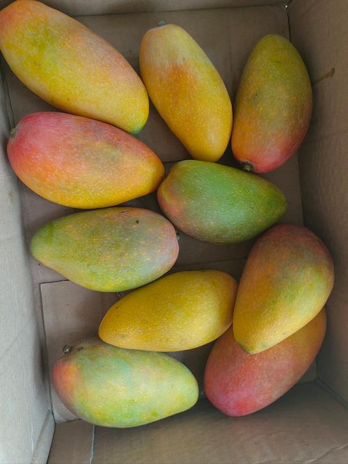 芒果精品免费观看