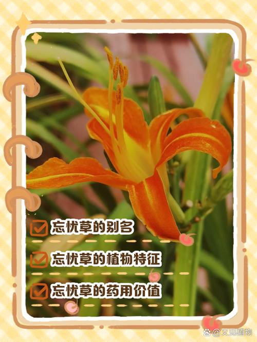 忘忧草资源在线www