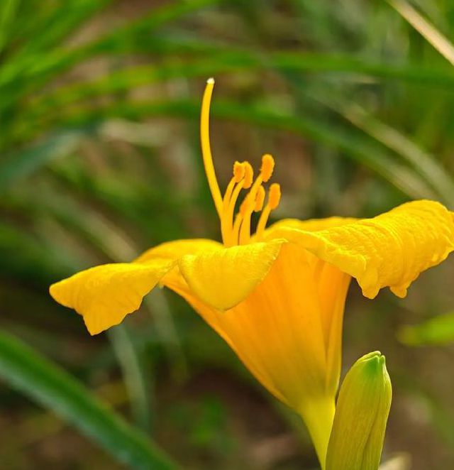 忘忧草资源在线www