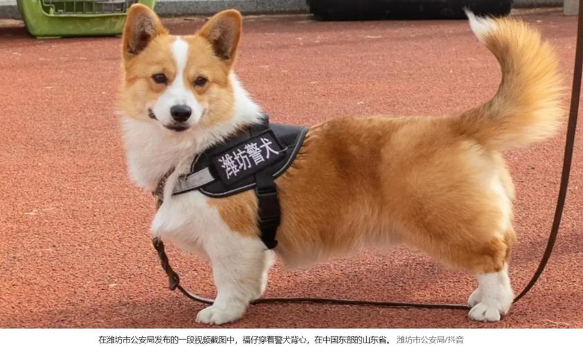 小奶狗app福引导2021