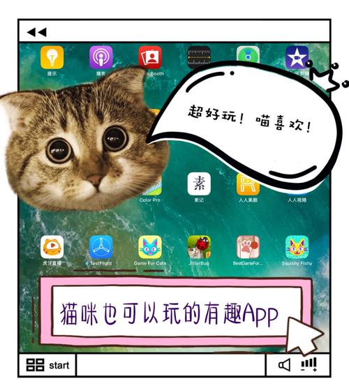 小猫猫娱乐APP