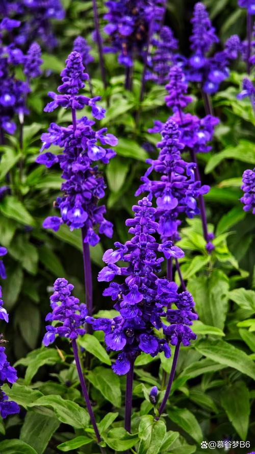 薰衣草研究所1.0.4安卓版