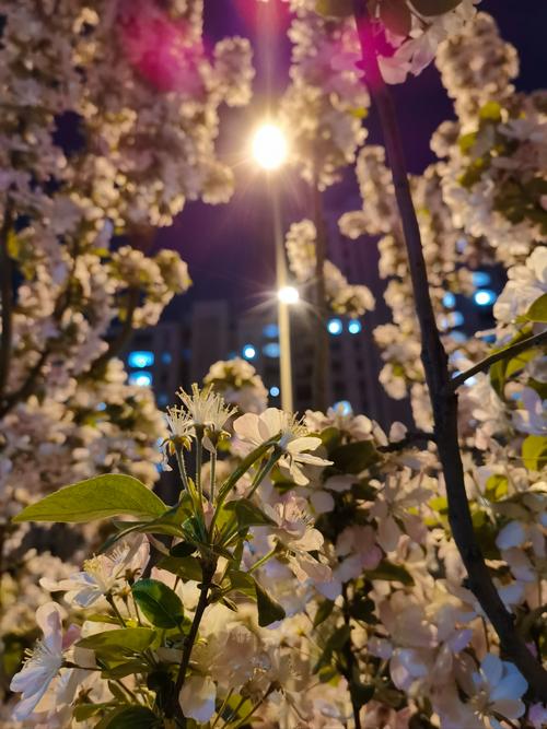 美好的夜晚从花季app下载