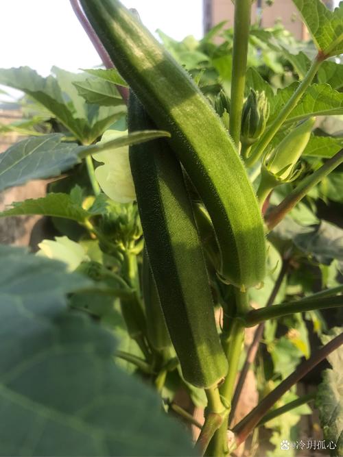 丝瓜 香蕉 向日葵 枝草莓 秋葵绿巨人qqc