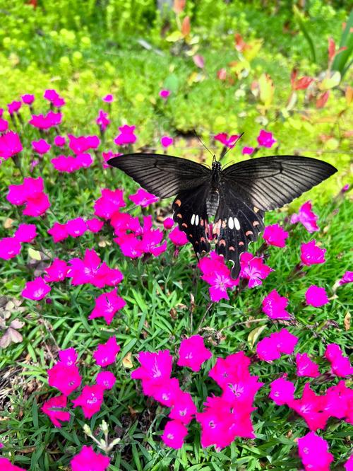 花蝴蝶论坛社区