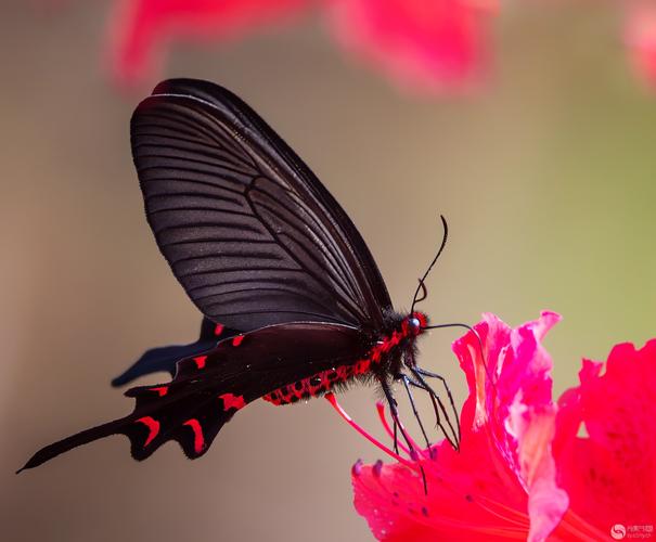 花蝴蝶论坛社区