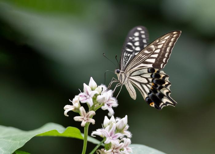 花蝴蝶论坛社区