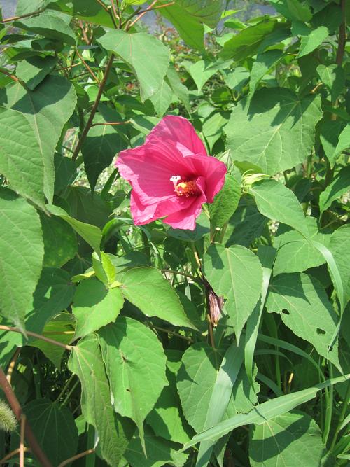 草莓樱桃色多多绿巨人秋葵合集