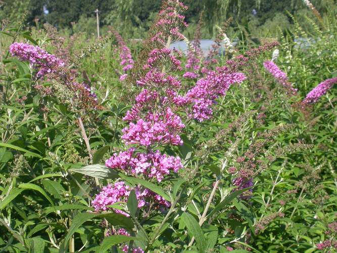 草莓樱桃色多多绿巨人秋葵合集