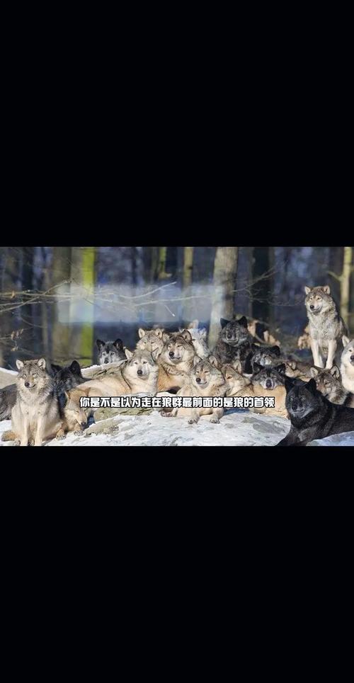 狼群社区www在线资源官网