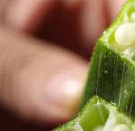 绿巨人秋葵樱桃小丸子黄瓜