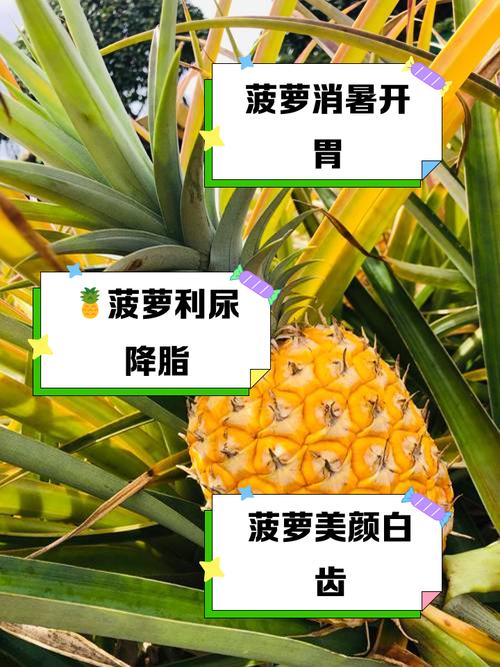 福建大菠萝导航2025导入weloccm