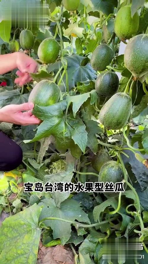 丝瓜草莓芭乐比幸福宝污(丝瓜视频)