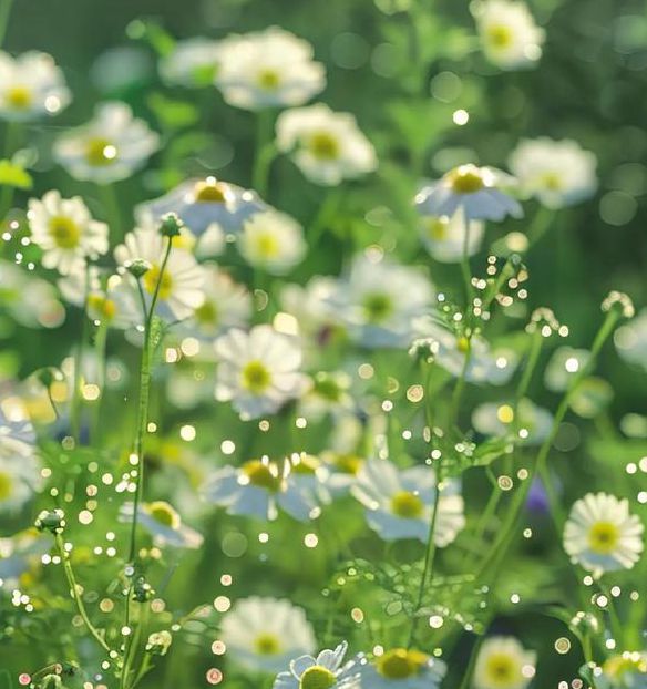 野花社区视频最新资源6免费版