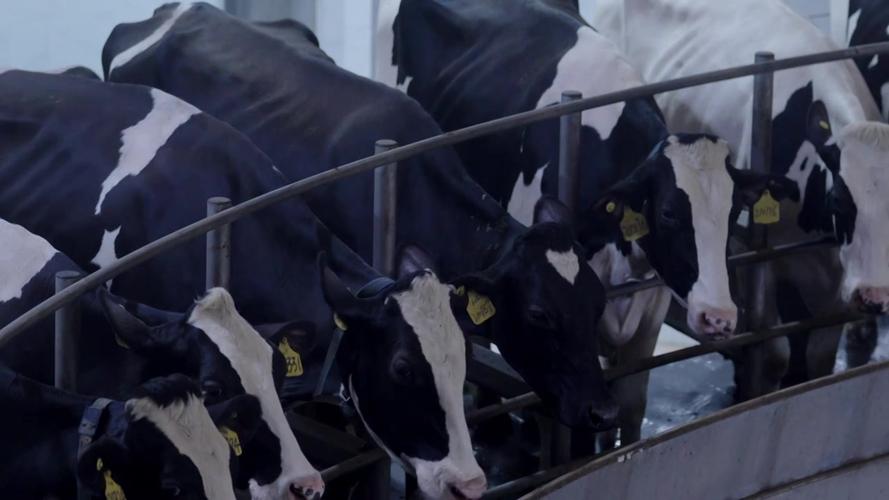 奶牛视频大全视频播放