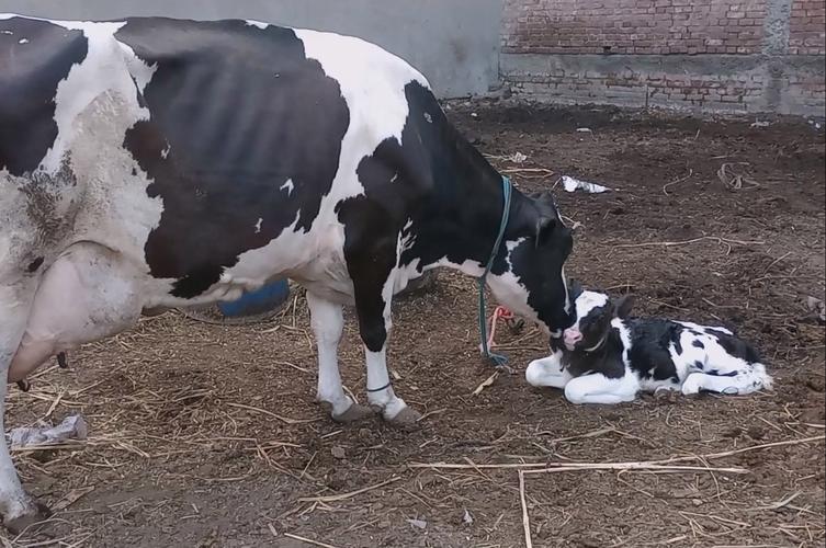 奶牛视频大全视频播放