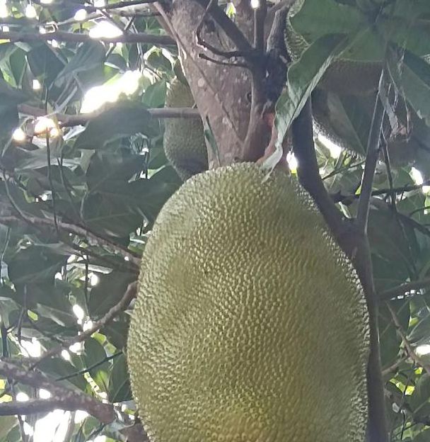 菠萝菠萝蜜在线视频观看6最新版