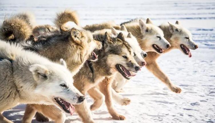 狼群社区视频WWW