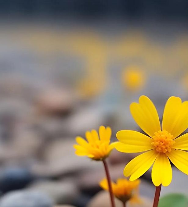 野花社区视频最新资源最新